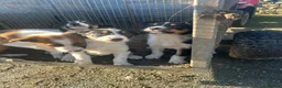 Border Collie dogs for sale: Ted! - Proven Working Border Collie Puppy! - Advert 21