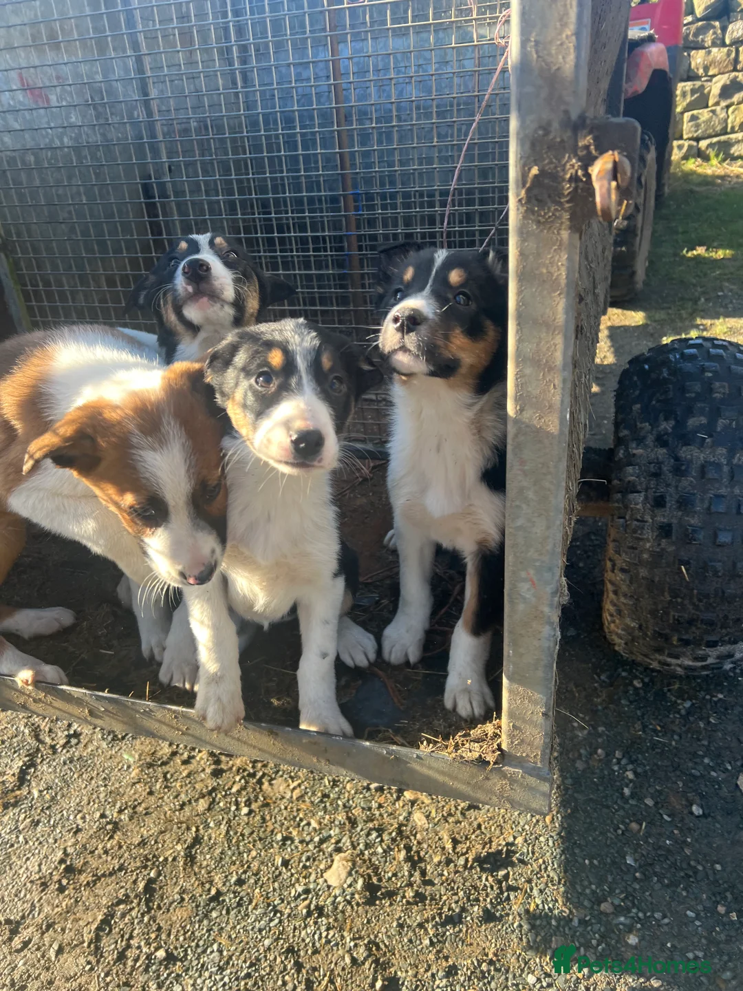 Border Collie dogs for sale: Ted! - Proven Working Border Collie Puppy! - Advert 21