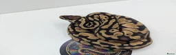 Python Snake reptiles for sale: Royal Python's  - Advert 2