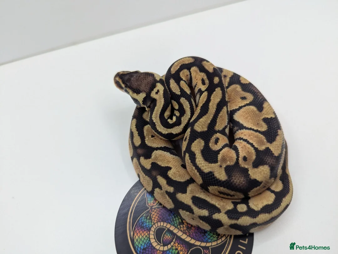 Python Snake reptiles for sale: Royal Python's  - Advert 2