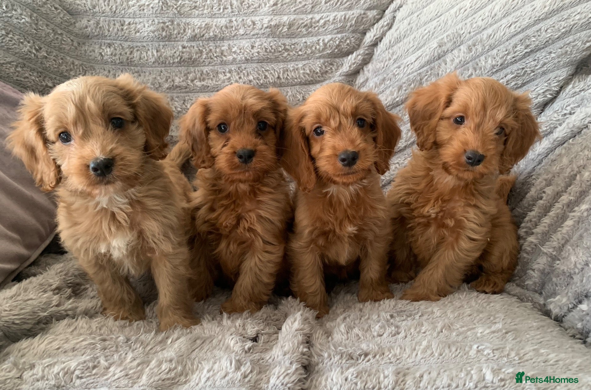 Cockapoo dogs Stunning red cockapoo puppies  - Advert 2