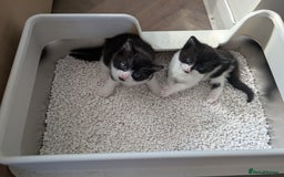 Mixed Breed cats for sale: One boy and one girl - Image 1