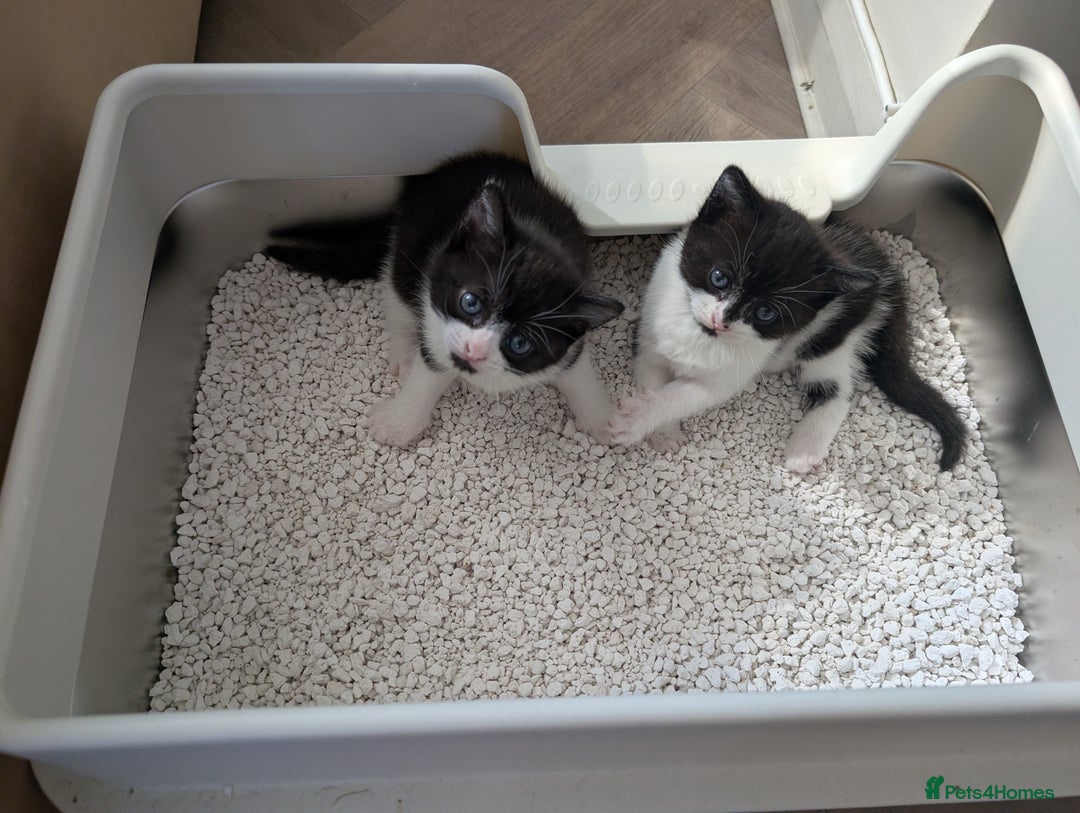 Mixed Breed cats for sale: One boy and one girl - Image 1