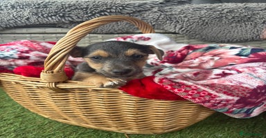 Jack Russell dogs - Advert 6