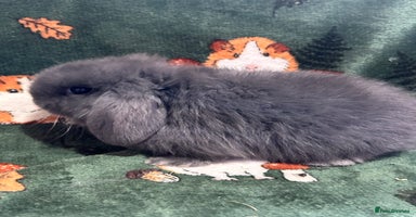 Mini Lop rabbits - Advert 2
