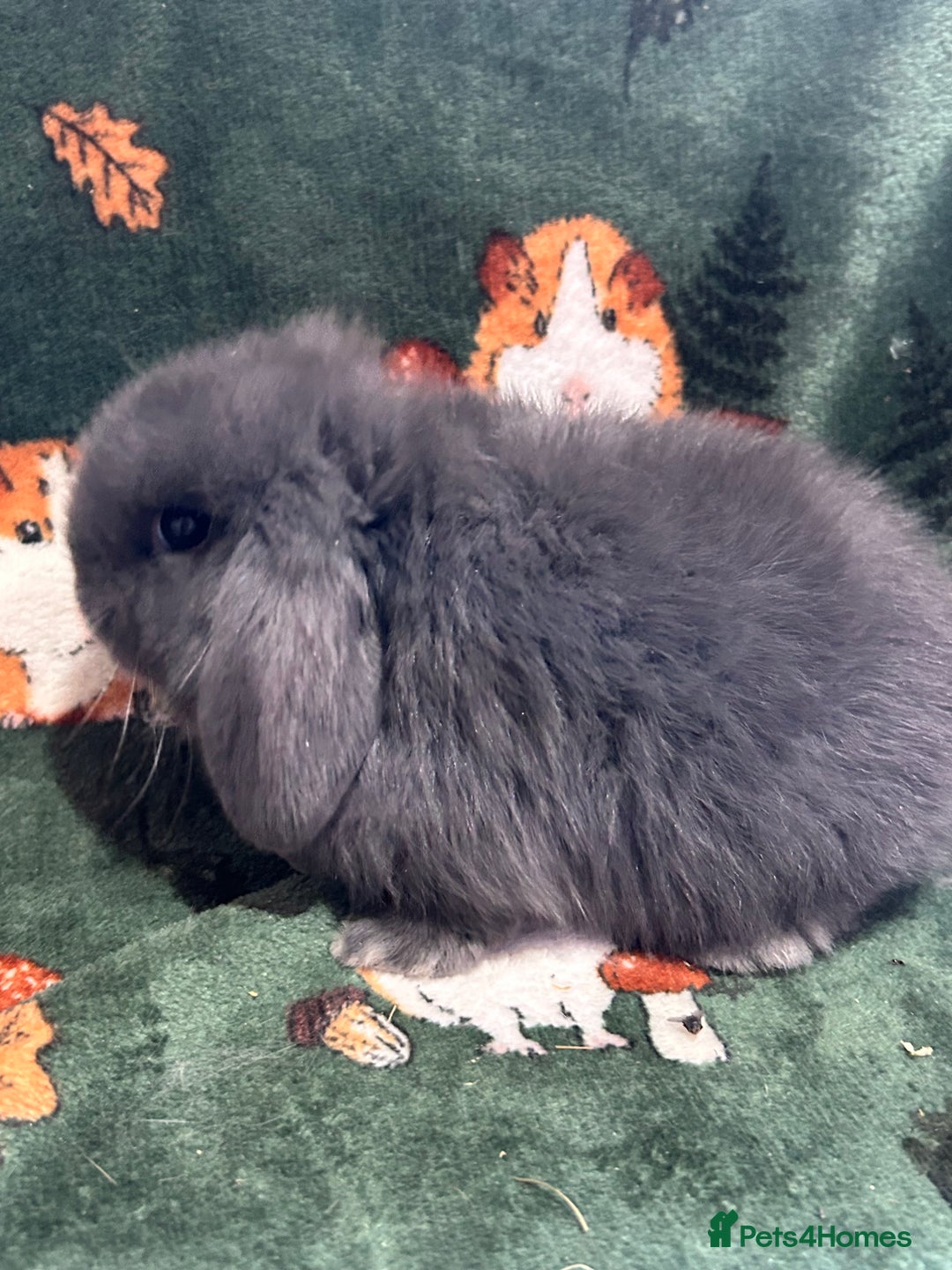 Mini Lop rabbits for sale: Beautiful Baby Mini lops ready now  - Image 3