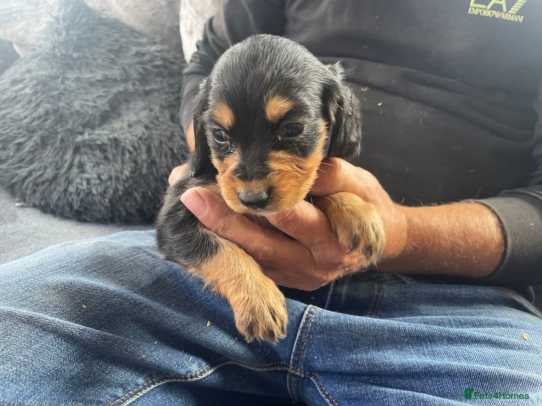 Cocker Spaniel dogs for sale: Cocker spaniel pups - Image 4
