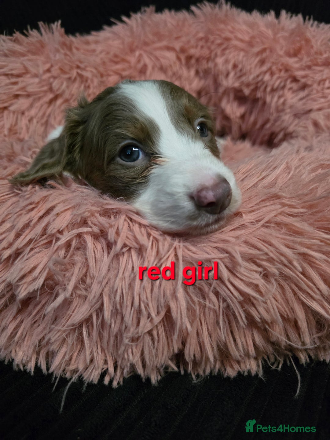 Miniature Dachshund dogs for sale: Isabella tan piebald long hair miniature dachshund - Advert 14