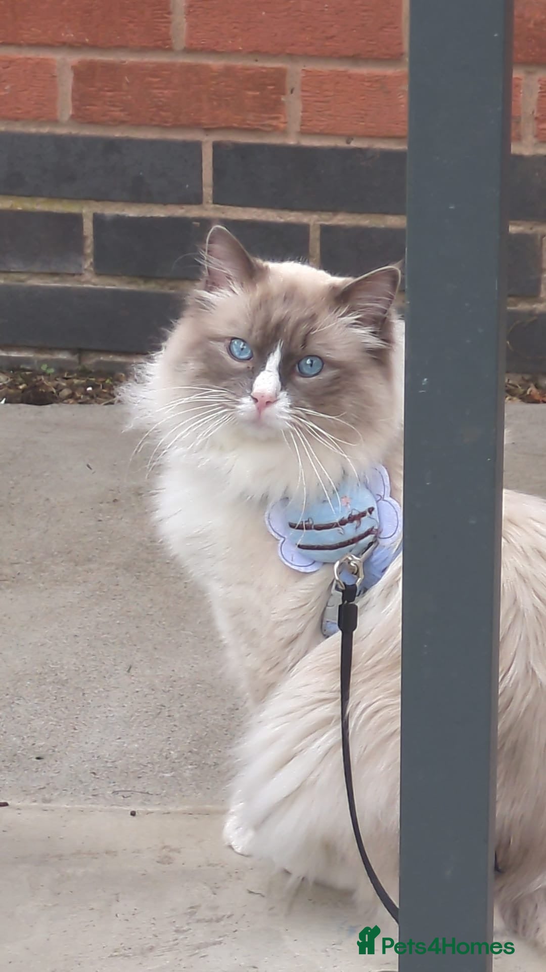 Ragdoll cats for stud: Paddington  - Advert 6