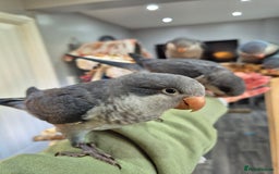 Parrots birds for sale: Handreared baby Quaker parrots Dna tested - Image 10