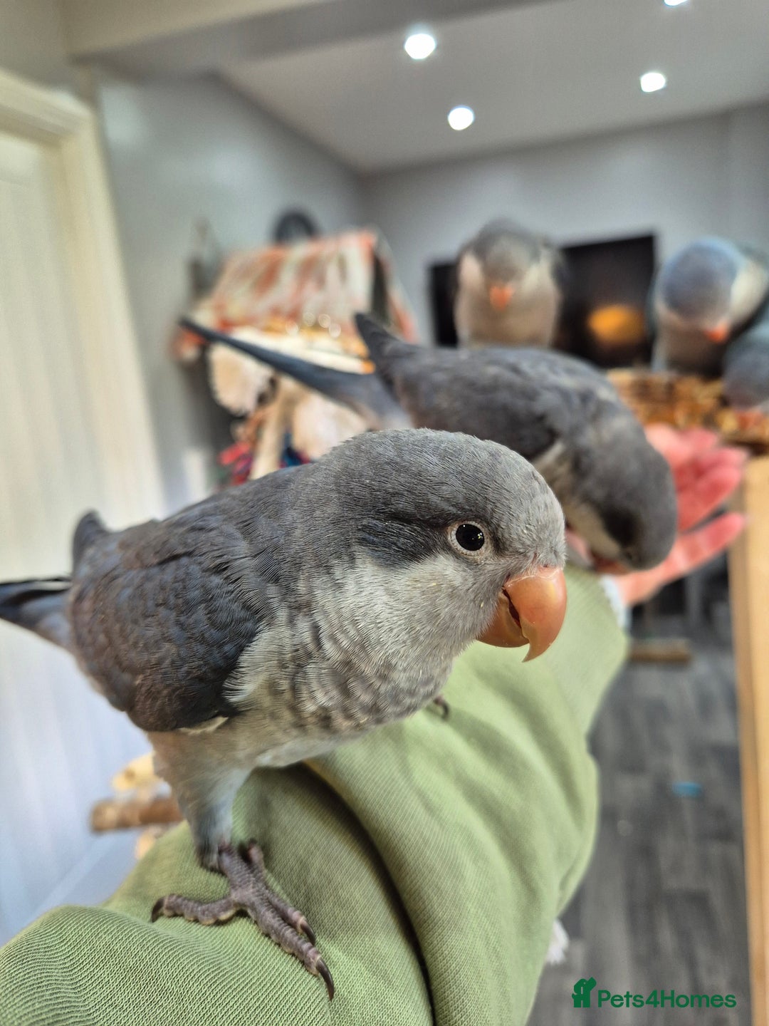 Parrots birds for sale: Handreared baby Quaker parrots Dna tested - Image 10