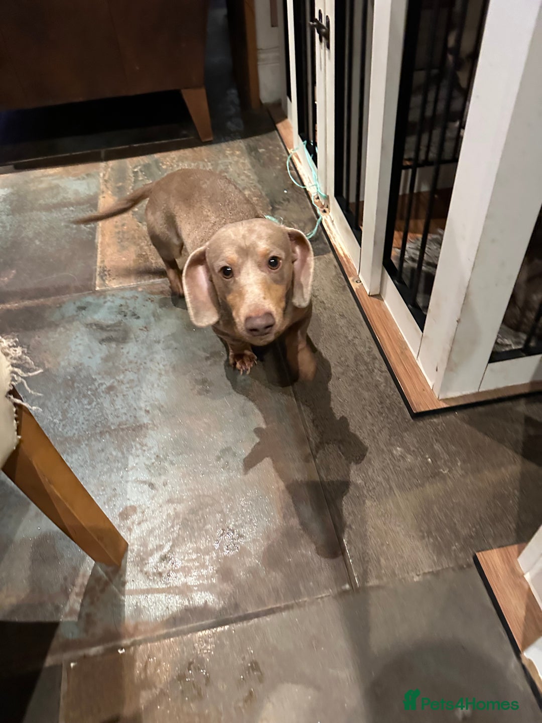 Miniature Dachshund dogs for sale: Isabella Pretty Boy - Advert 4