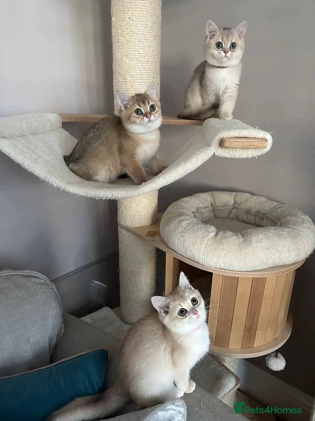 British Shorthair cats for sale: ‼️READY NOW‼️ - Advert 3
