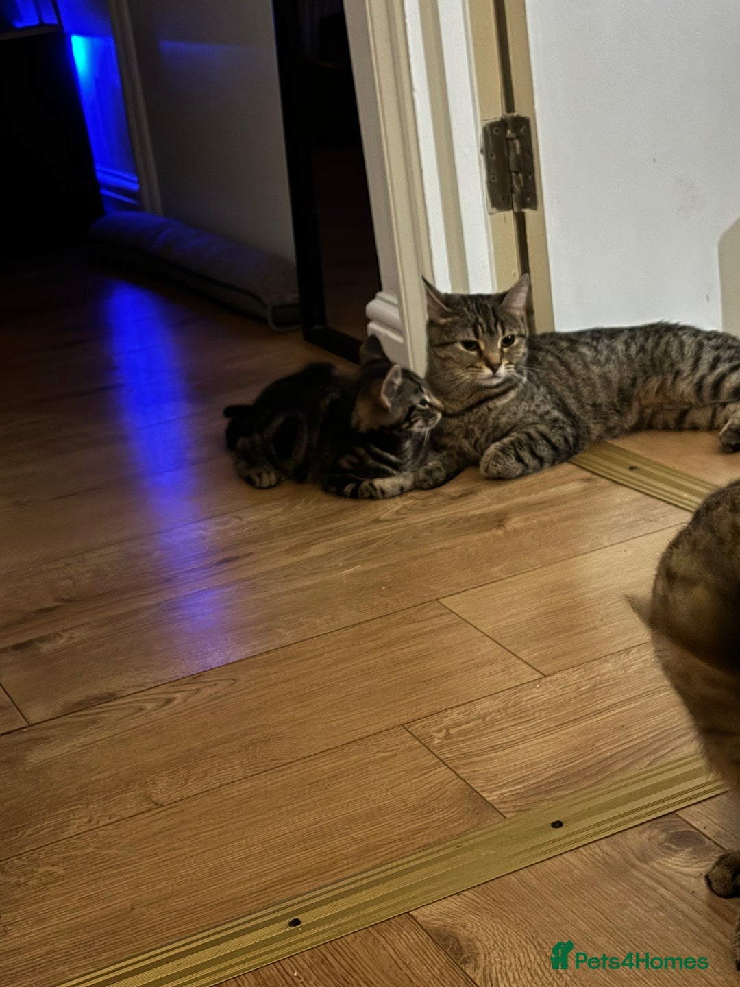 American Shorthair cats for sale: Reserve your kitten  - Image 19