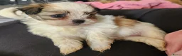 Mixed Breed dogs for sale: ADORABLE PUPPIES in Manchester - Advert 9