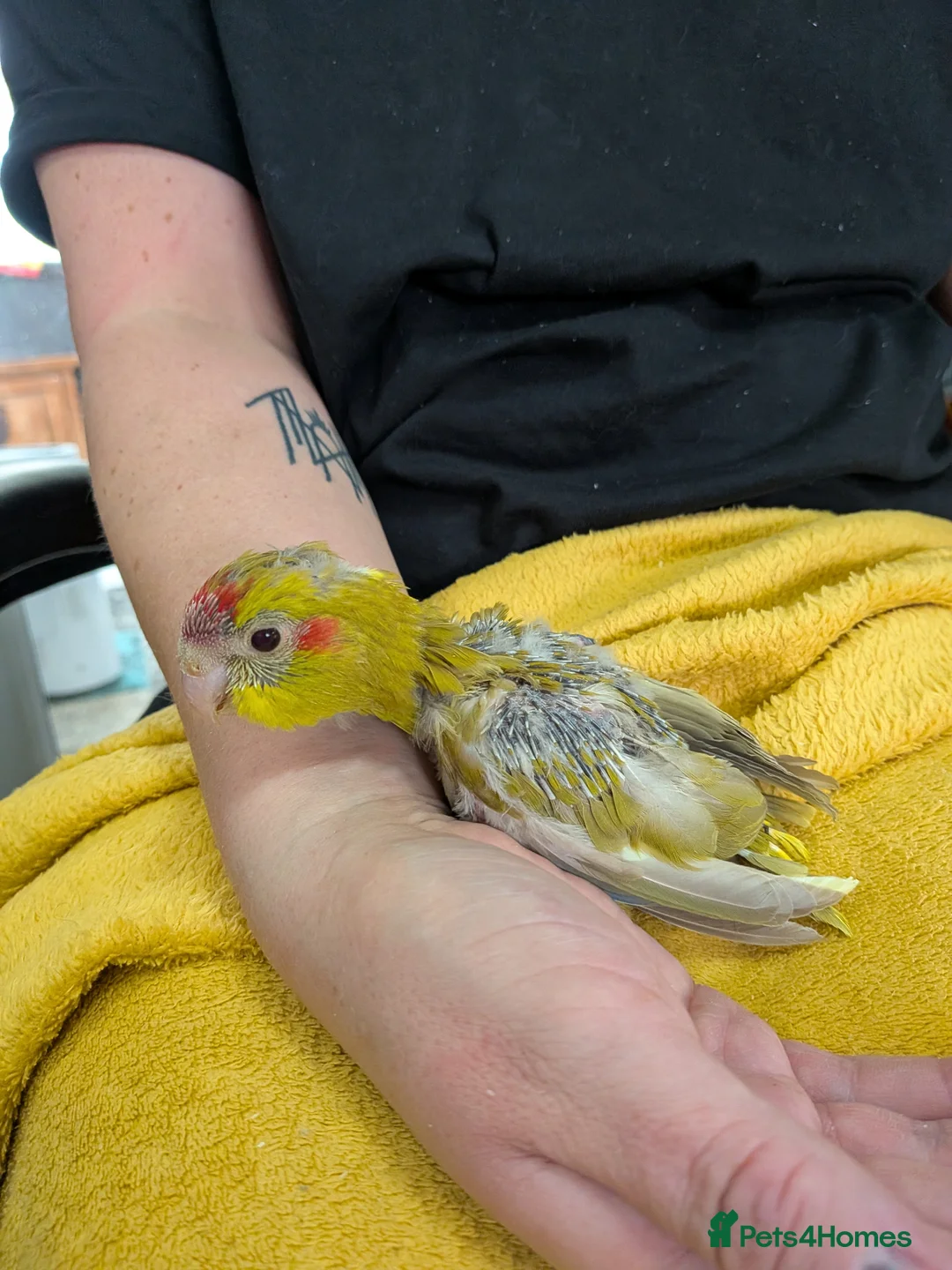 Parrots birds for sale: Baby Khakariki small parrots x6 - Advert 1