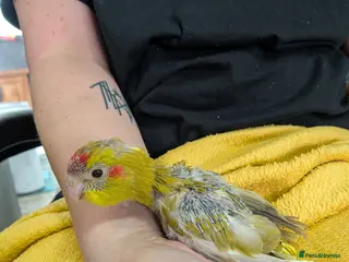 Parrots birds Baby Khakariki small parrots x6 - Advert 1