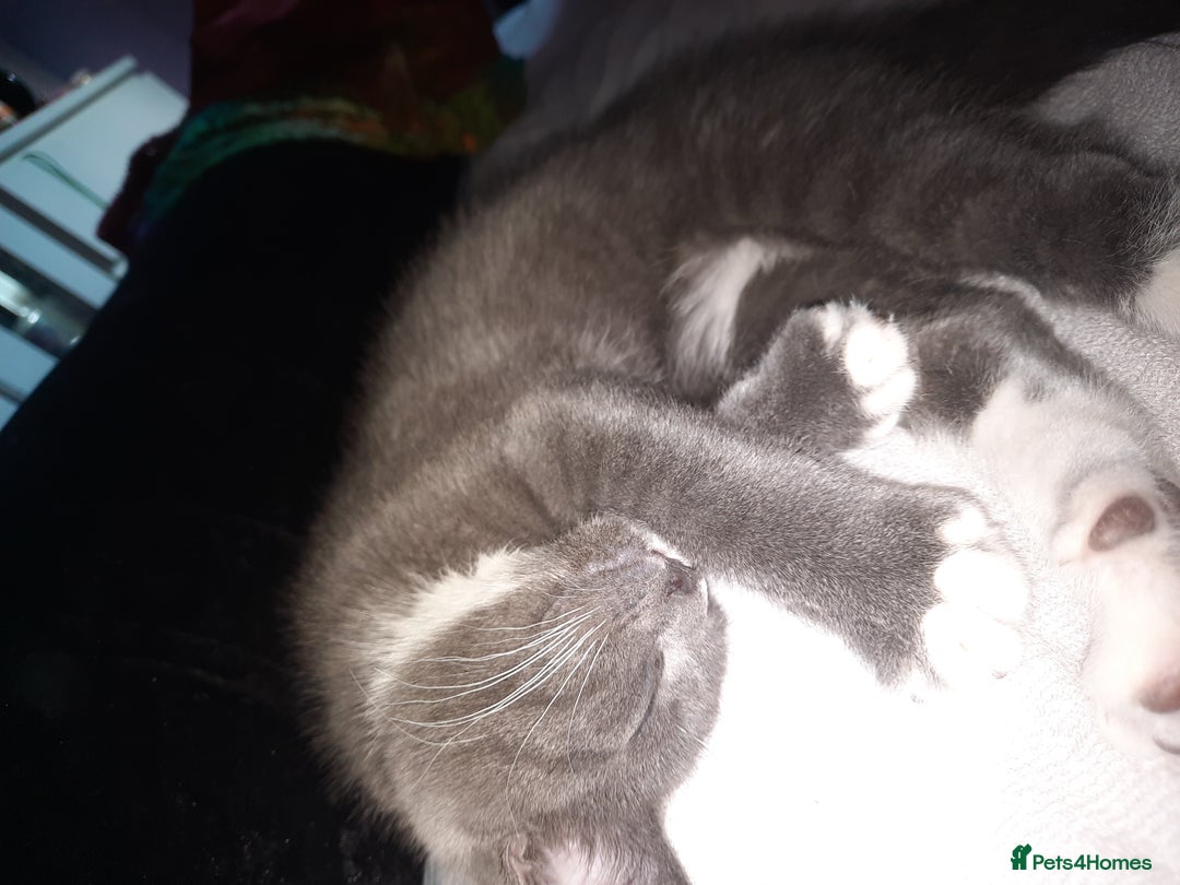 Mixed Breed cats for sale: Cute lil grey bengal cross russion blue - Image 5