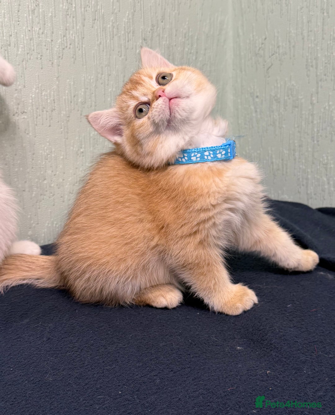 British Shorthair cats for sale: British Sh kittens golden GCCF registered  - Advert 7