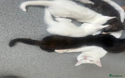 British Longhair cats for sale: 5 kittens available  - Image 10