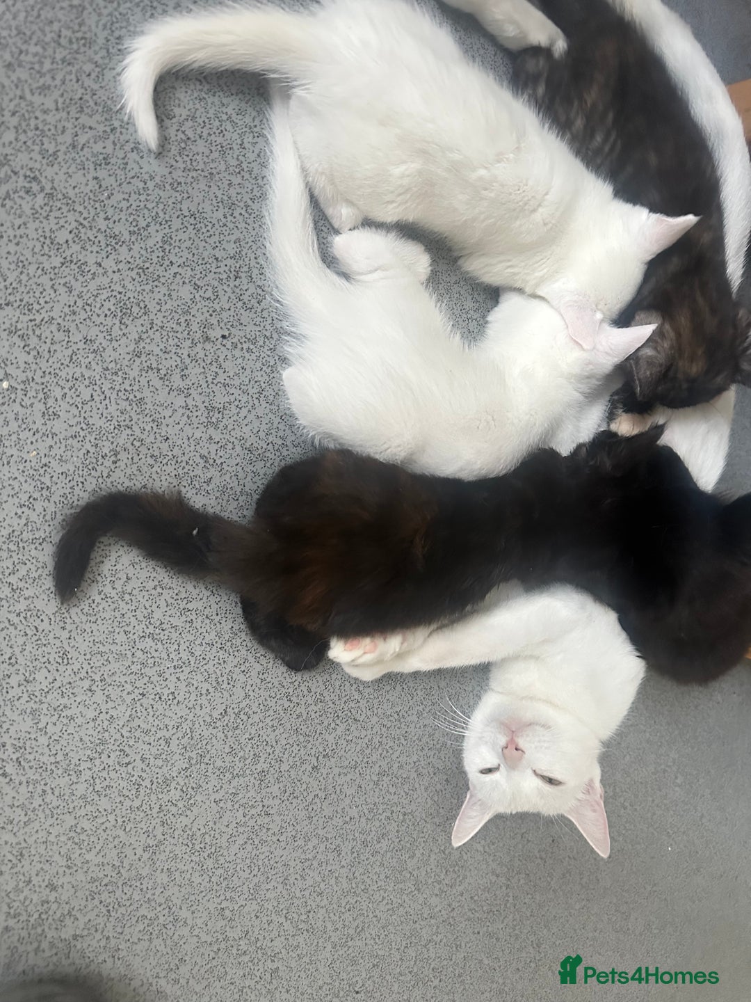 British Longhair cats for sale: 5 kittens available  - Image 10