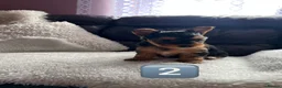Yorkshire Terrier dogs for sale: Beautiful Female Yorkshire Terrier Puppies 🐶 in Tipton - Advert 15
