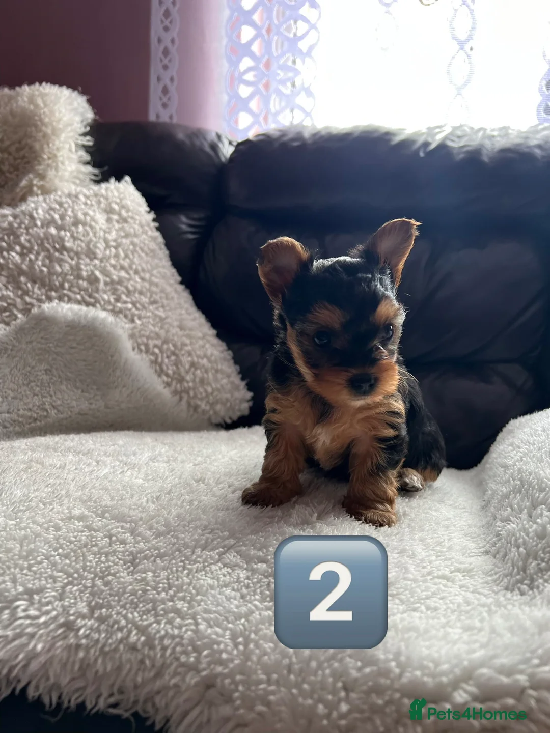 Yorkshire Terrier dogs for sale: Beautiful Female Yorkshire Terrier Puppies 🐶 in Tipton - Advert 15