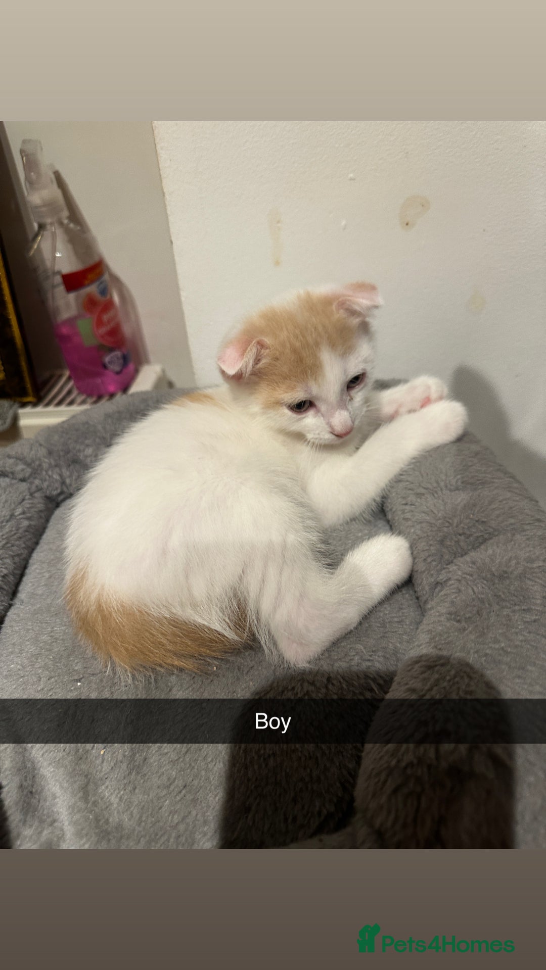 Mixed Breed cats for sale: Scottish Fold Mix with Domestic Shorthair (calico) - Image 5