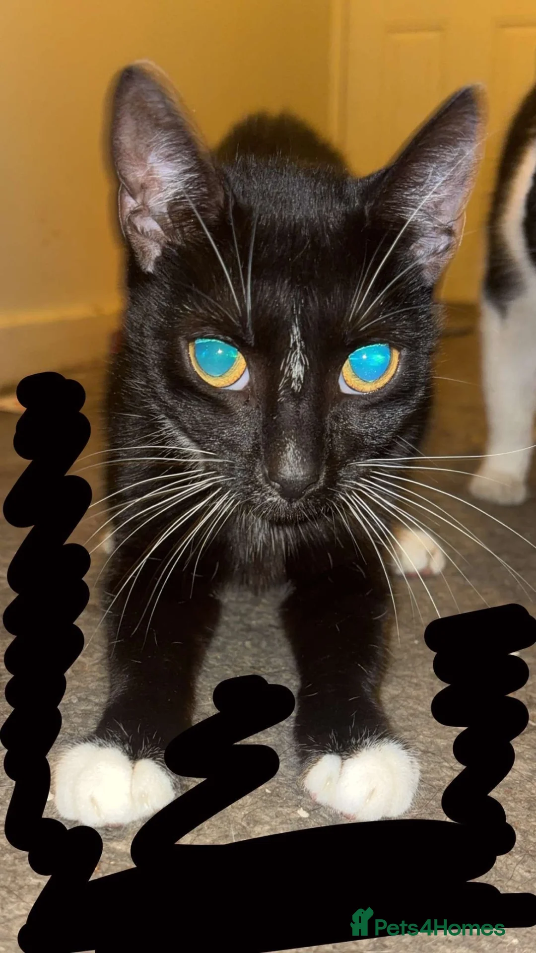 Mixed Breed cats for sale: Cats for sale  - Advert 11