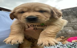 Golden Retriever dogs for sale: Golden retriever puppies  - Image 2