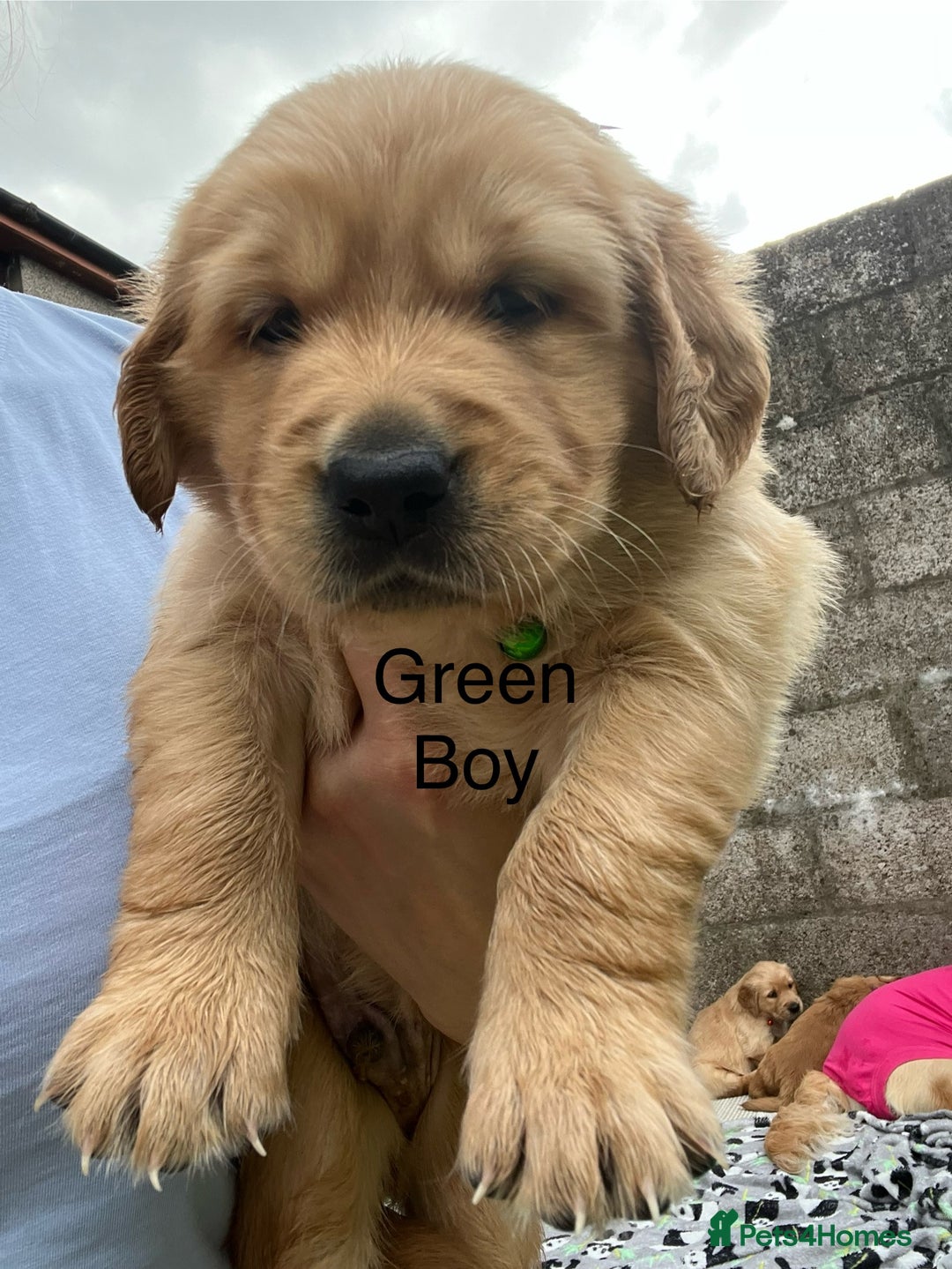Golden Retriever dogs for sale: Golden retriever puppies  - Image 2