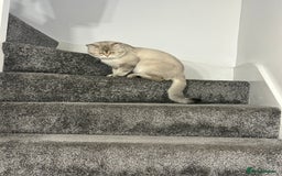 Scottish Fold cats for stud: Scottish straight  - Image 4