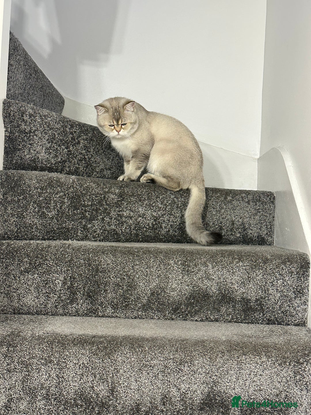 Scottish Fold cats for stud: Scottish straight  - Image 4