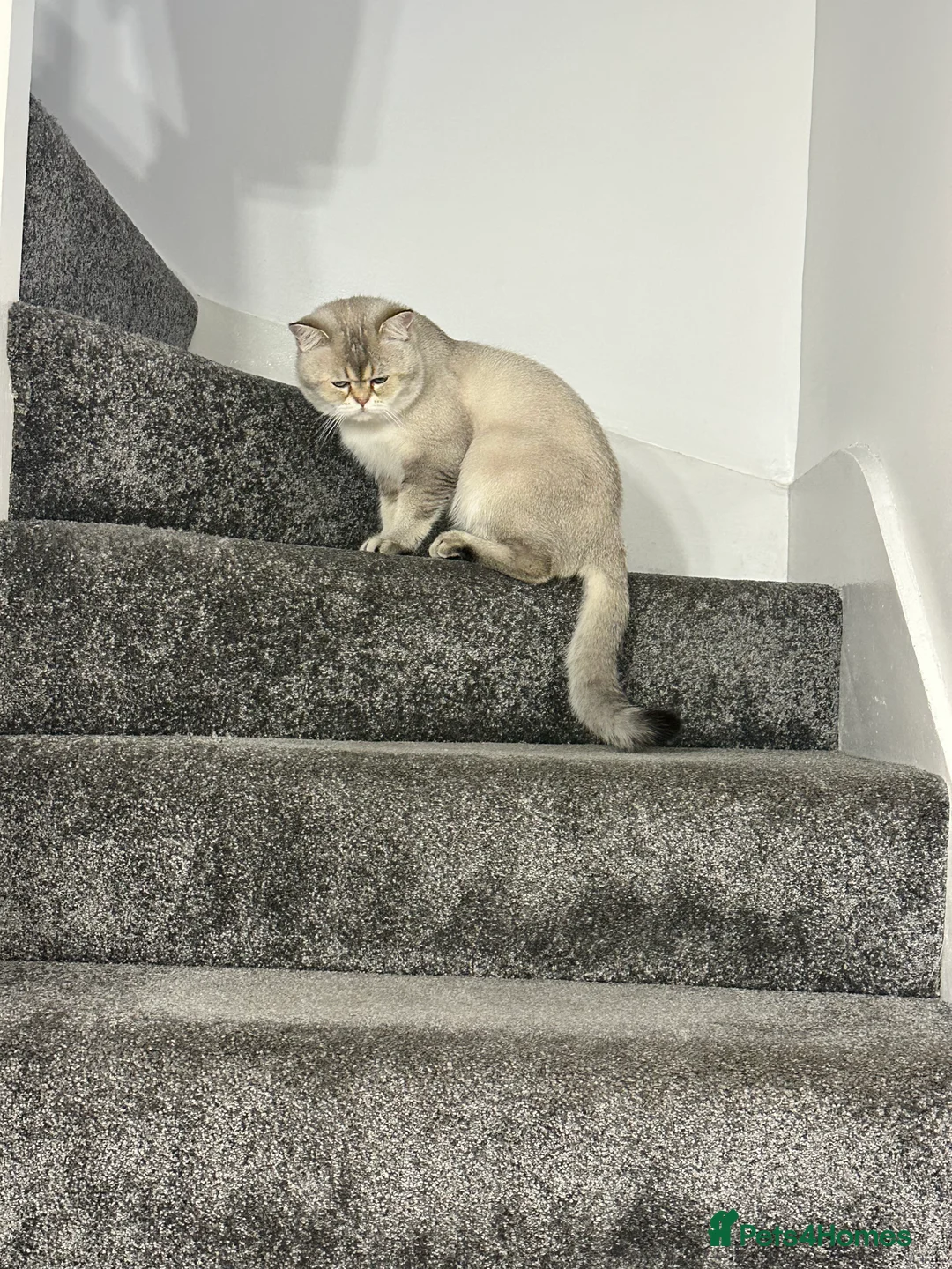 Scottish Fold cats for stud: Scottish straight  - Advert 5