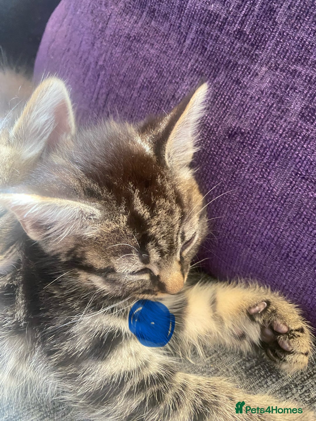 Mixed Breed cats for sale: 5 kittens for sale  - Image 3