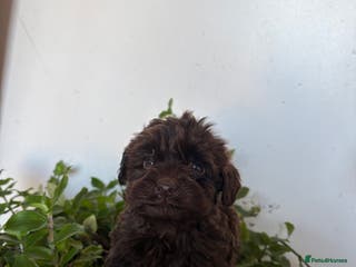 Cockapoo dogs Beautiful cockapoo pups - Advert 4