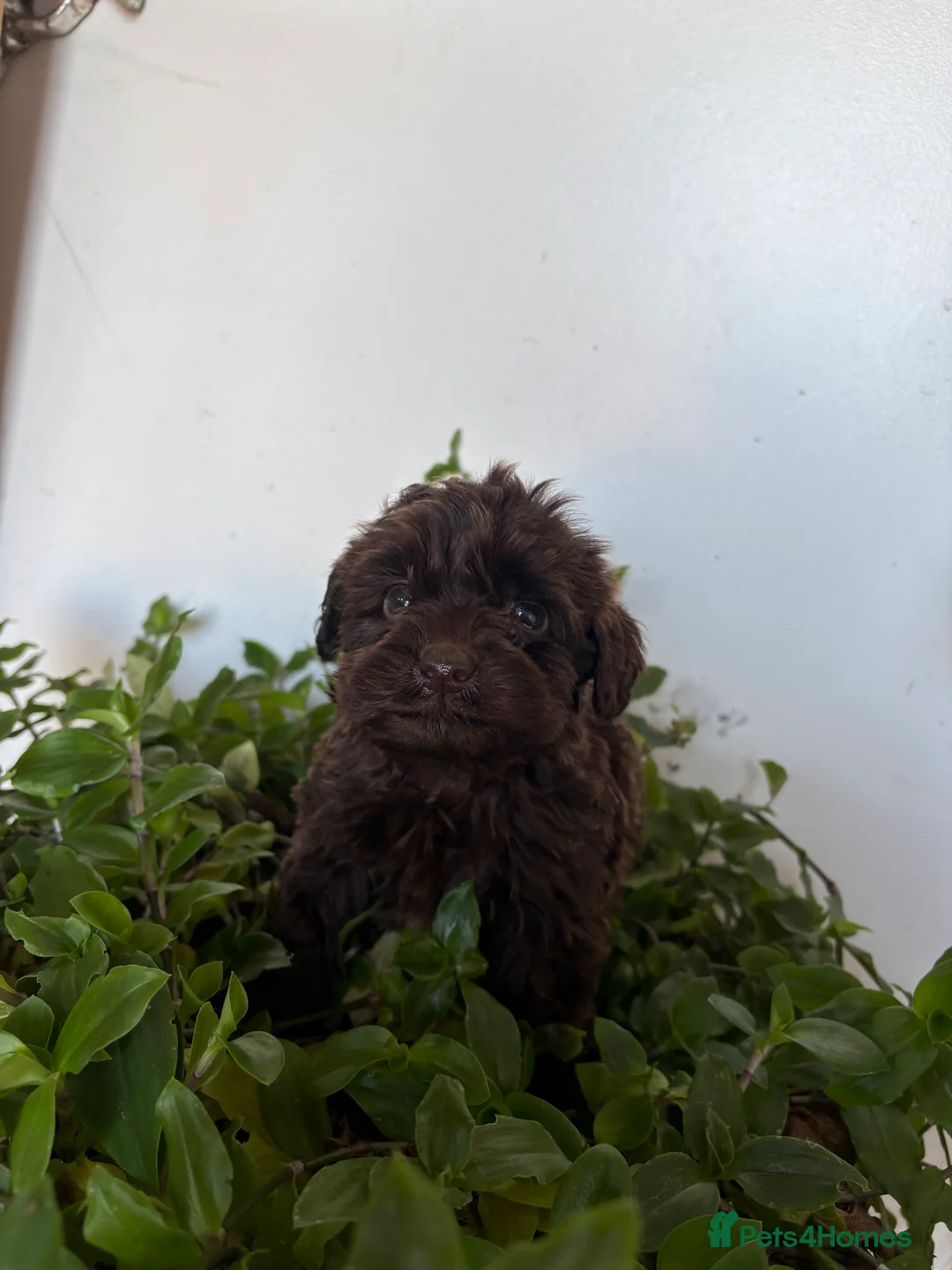 Cockapoo dogs for sale: Beautiful cockapoo pups - Advert 1