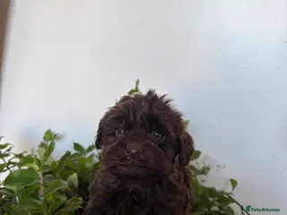 Cockapoo dogs Beautiful cockapoo pups - Advert 18