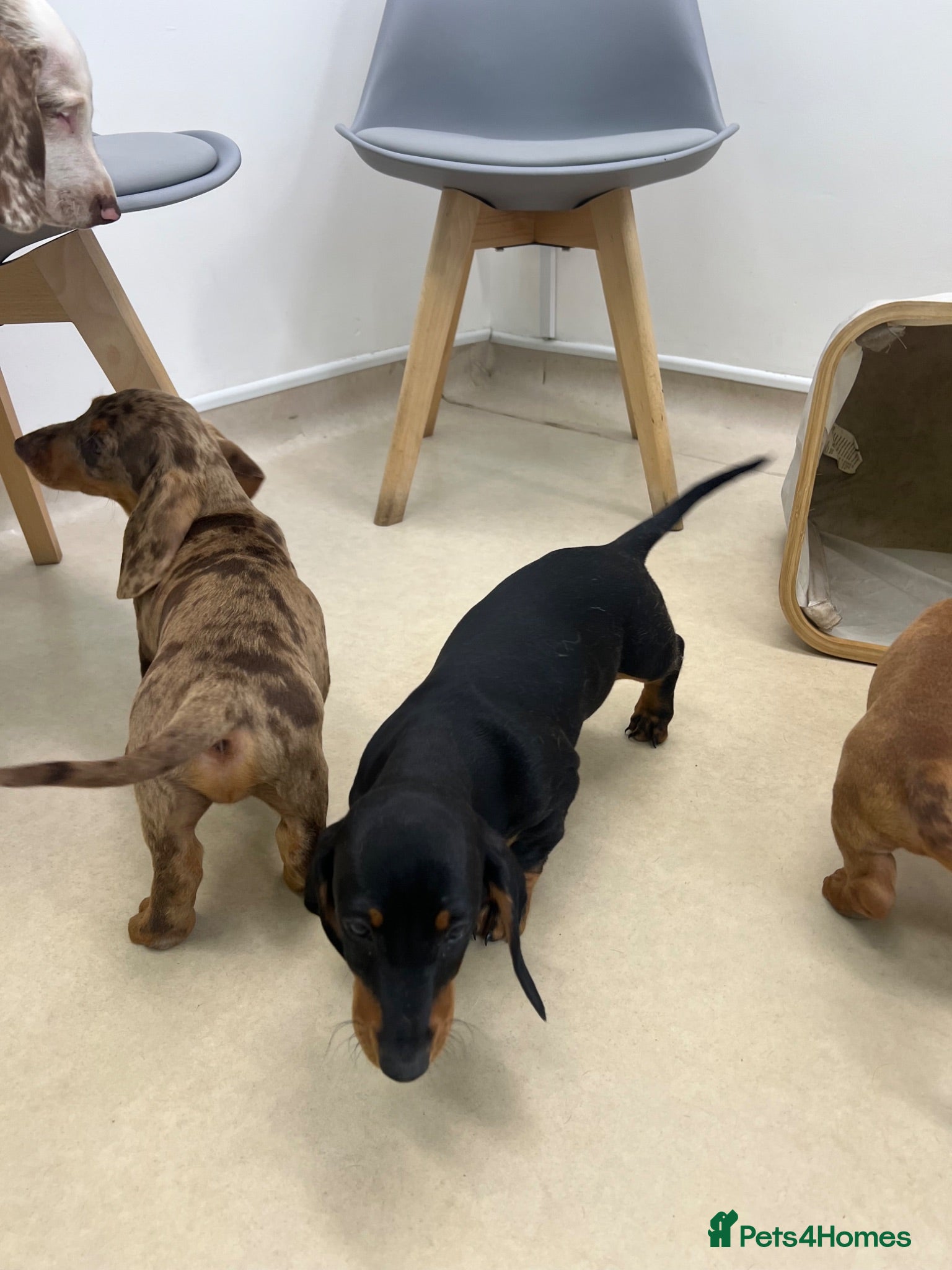 Dachshund dogs Dachshund is not just dog is your friend forever  - Advert 13