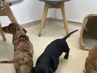 Dachshund dogs Dachshund is not just dog is your friend forever - Advert 13