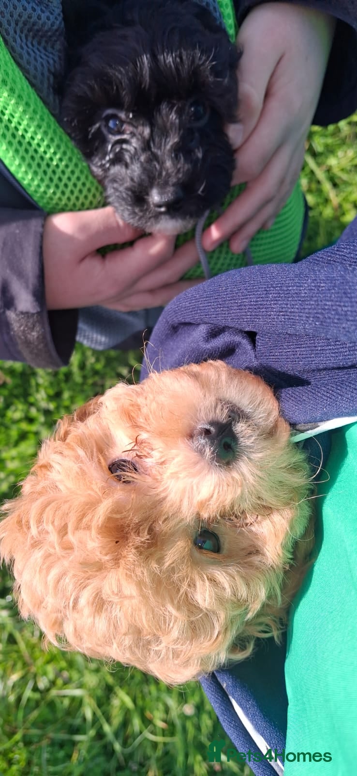 Maltipoo dogs Six beautiful Maltipoo puppies - Advert 2
