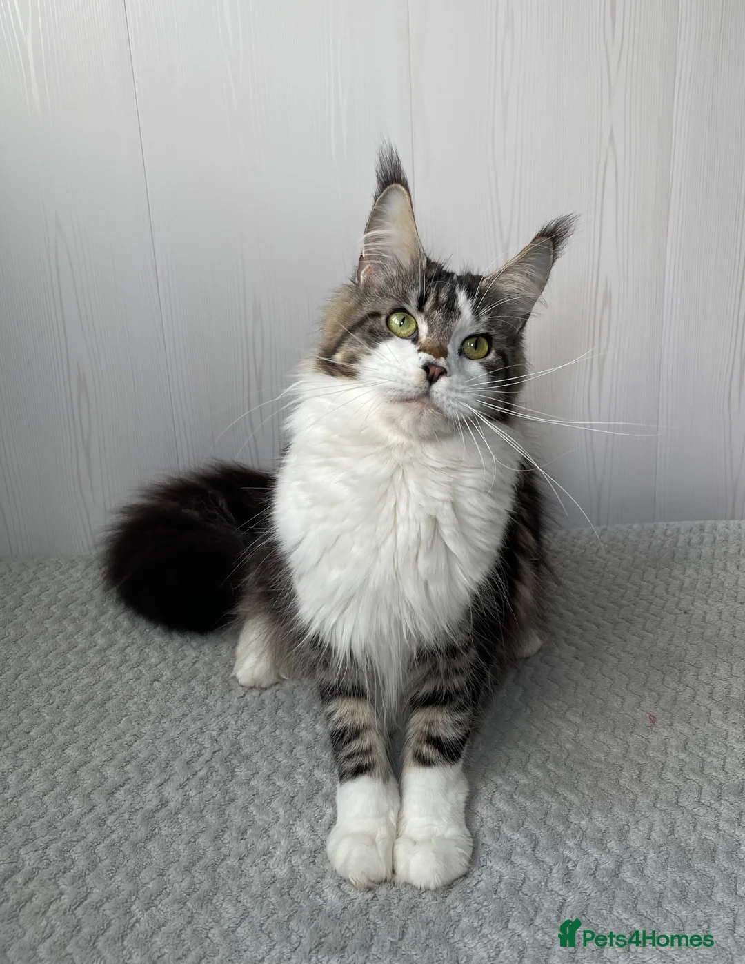 Maine Coon cats for sale: TICA registered Maine coon - Advert 2
