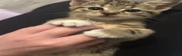Bengal cats for sale: Bengal mixed - Advert 10