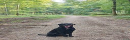 Mixed Breed dogs for stud: Lab X rottie for stud.  - Advert 4