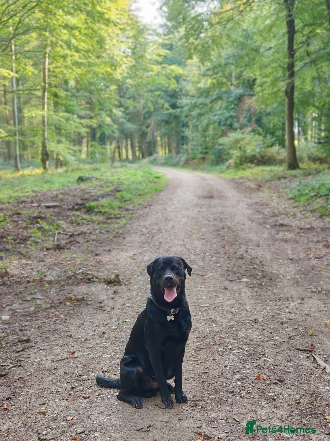 Mixed Breed dogs for stud: Lab X rottie for stud.  - Advert 4