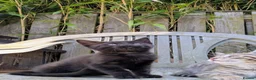 Bengal cats for sale: Brown Bengal boys and black melanistic girl  - Advert 8