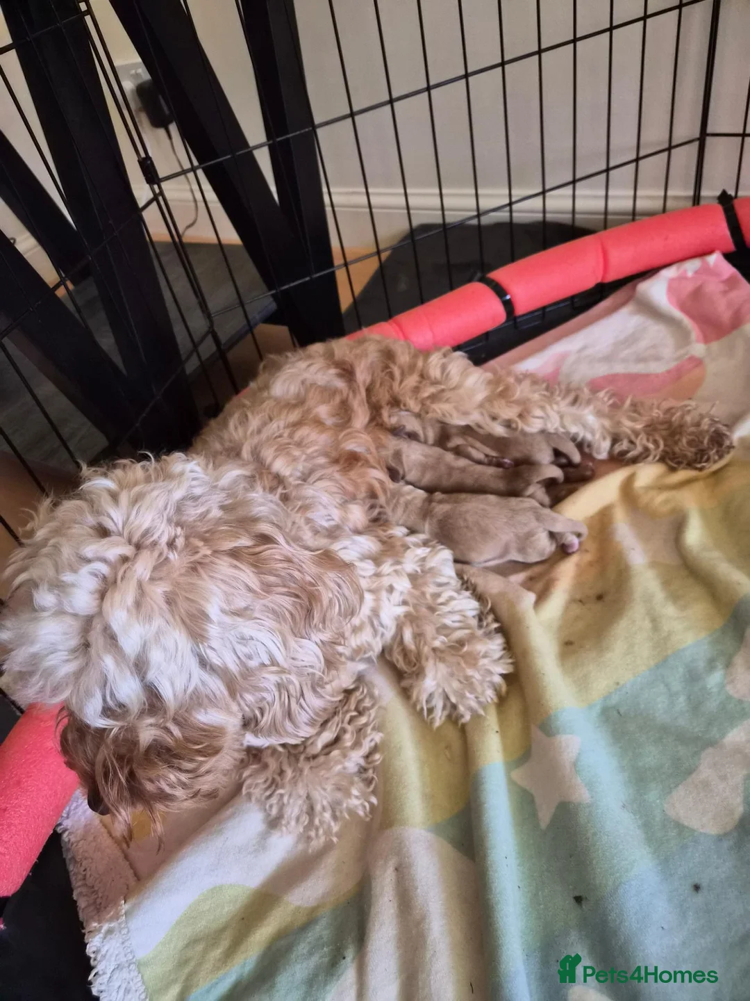 Cockapoo dogs for sale: Red Fox & White Cockapoo puppies   in Aberdeen - Advert 2