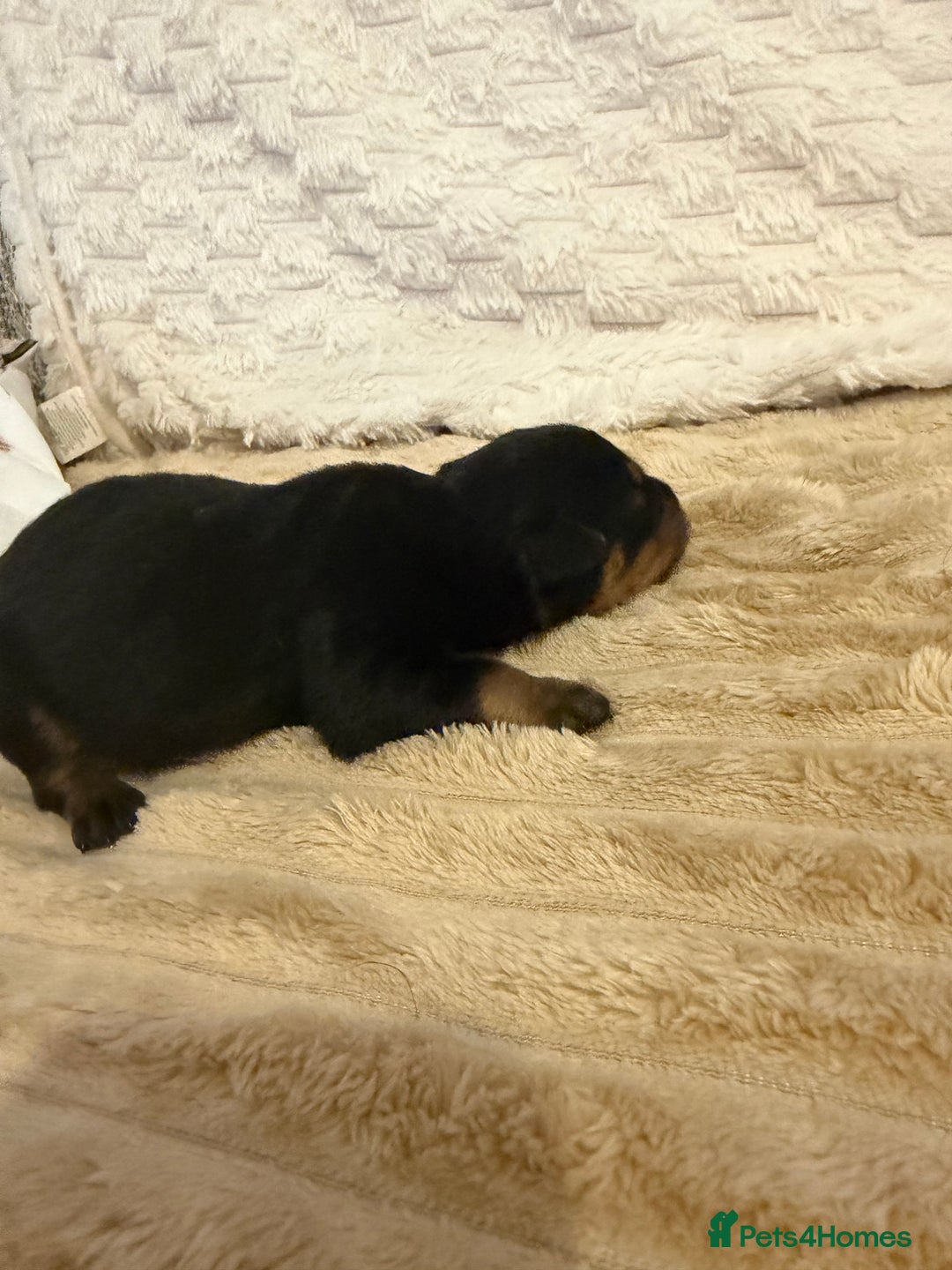 Rottweiler dogs for sale: Chunky Rottweiler puppies! - Advert 26