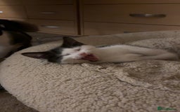 Mixed Breed cats for sale: Two beautiful boys ready for a new home  - Image 5