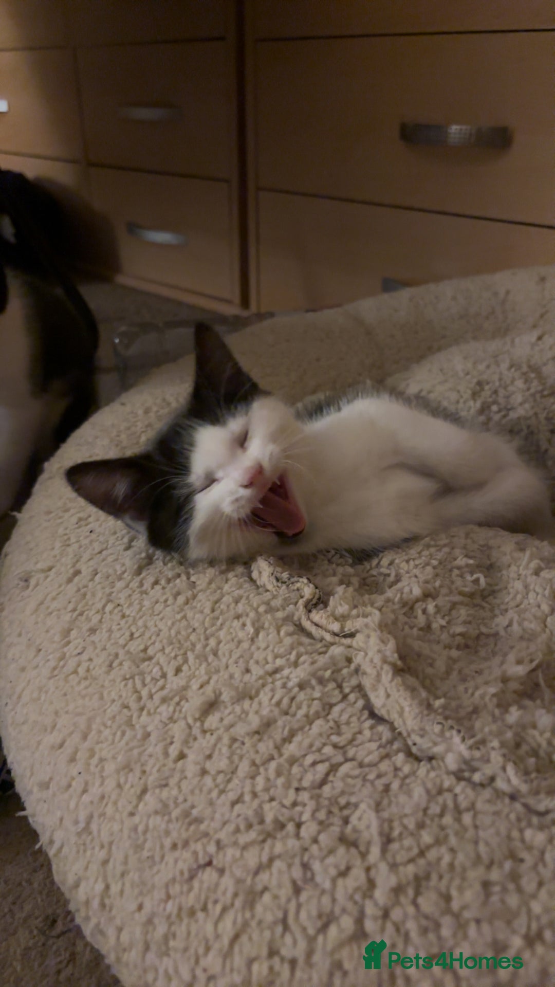 Mixed Breed cats for sale: Two beautiful boys ready for a new home  - Image 5